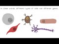 Exploring DNA, Chromosomes, and Genes in Reproductive Biology