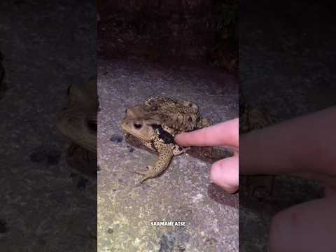 He Touched Every Animal He Saw 😱