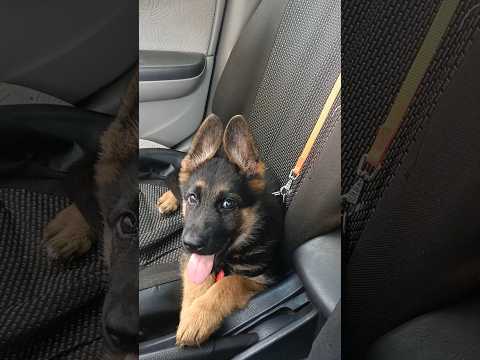 Смотри другие видео и поймёшь,что случилось с щенком. #альма #волк #проживотных