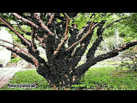 Com essa técnica seu pé de jabuticaba vai produzir 10 vezes mais !!