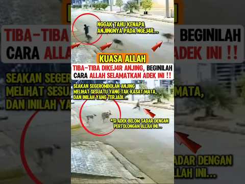 Kuasa Allah‼️Anjingnya kayak ngelihat sesuatu😬 #kuasaallah #islam #muslim