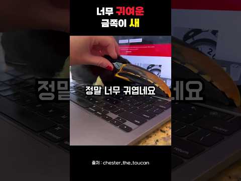 진정한 개새