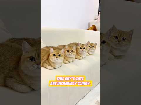 This guy's cats are incredibly clingy. #cat #pets #shorts