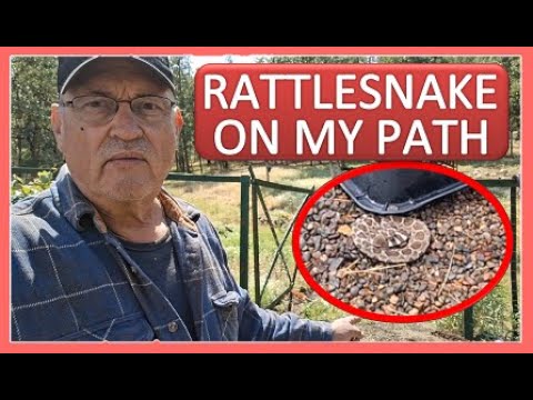 RATTLESNAKE ON MY PATH