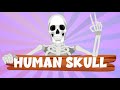 Human Skull Anatomy and Functions