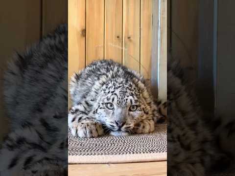 “Timid Snow Leopard.”#shorts #animals #cute #snowleopards