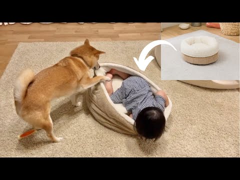ニトリの犬用ベッドを買ってきたら案の定こうなった