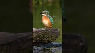 Fluss-Checker: Der Eisvogel! #wildlife #vogel