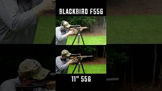 First Shots Blackbird F556