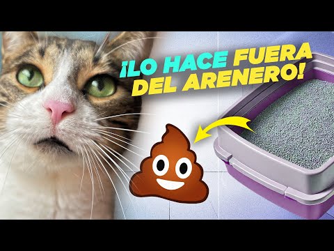 ¿Por qué tu GATO 😼 hace CACA 💩 FUERA del arenero y cómo SOLUCIONARLO?