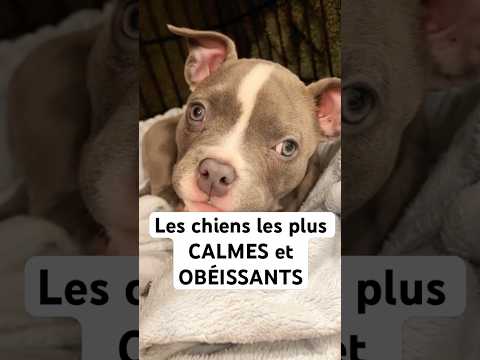 Les chiens les plus CALMES et OBÉISSANTS #saintbernard #englishbulldog #rottweiler