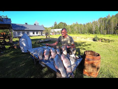 АМУРЫ как ПОРОСЯТА , ПОЙДУТ на БАЛЫК. ТИХАЯ ЖИЗНЬ ЧЕЛОВЕКА СРЕДИ ЛЕСА. №359
