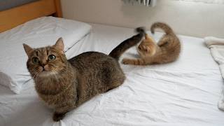 Cute kitten that even plays with its mother cat's tail as a toy...