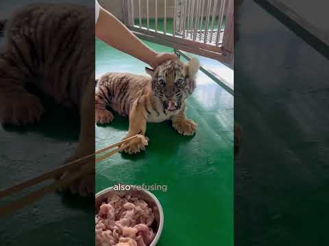 The bear and tiger became lifelong friends