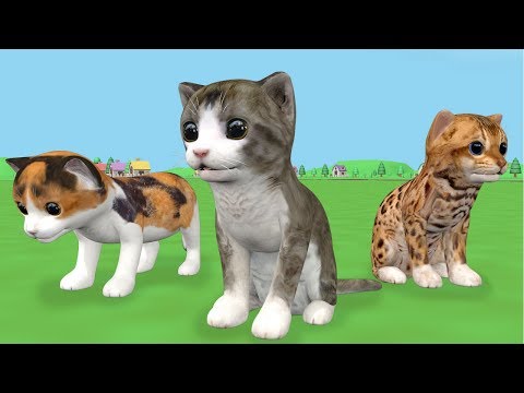 Find three cats together with a boy