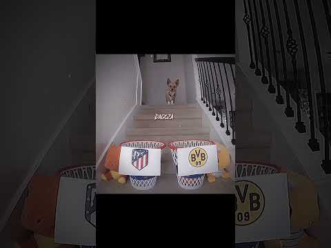Dog Predicted The Ucl Quarter Final❤️‍🩹 #shorts #viral #funny #trending #fypシ #fyp