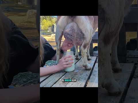 quá trình lấy sữa dê của người nông dân #animals  #dongvat #shorts