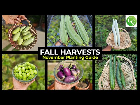 November Gardening Guide: What to Plant & Fall Harvest Bounty!