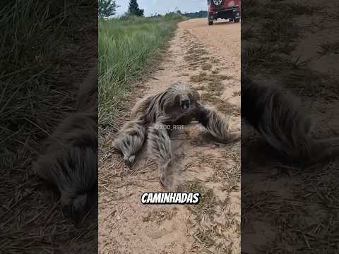 Animais com as caminhadas mais curiosas da natureza! #curiosidades #bichos #animais