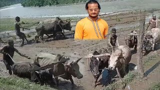 आसरे रोपाई hjr