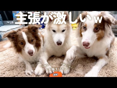 大きい犬達の会話ボタンの取り合いが可愛すぎた😂w【ボーダーコリー・オーストラリアンシェパード・シベリアンハスキー】