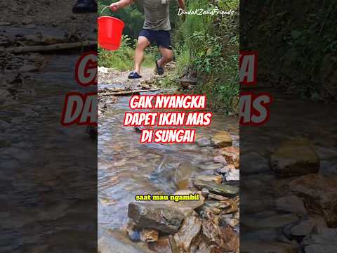 Gak nyangka dapet ikan mas di sungai #ikan