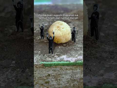 Perbedaan semut hitam dan semut merah part 2 😹 #meme #capcut #suryo #kocak #shorts