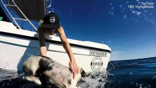 Man saves his dog from hungry sharks after it jumped off the boat