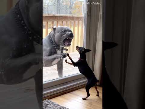 Otro qué salio bien bujon I asta se iso del miedo