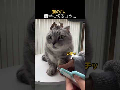 猫の爪、簡単に切るコツ...