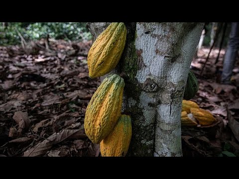 YouTube video thumbnail: In Cameroon, Sustainable Cocoa Farming Helps Protect Both Livelihoods and Wildlife