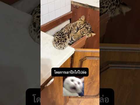 เมื่อเจ้าดาวโดนแกล้งจนงอน!😤 #สัตว์โลกน่ารัก
