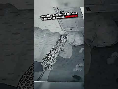 Leopard Takes a Dog For a Quick Walk