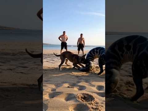 Cachorro sendo atacado. #dog #shorts #dogshorts