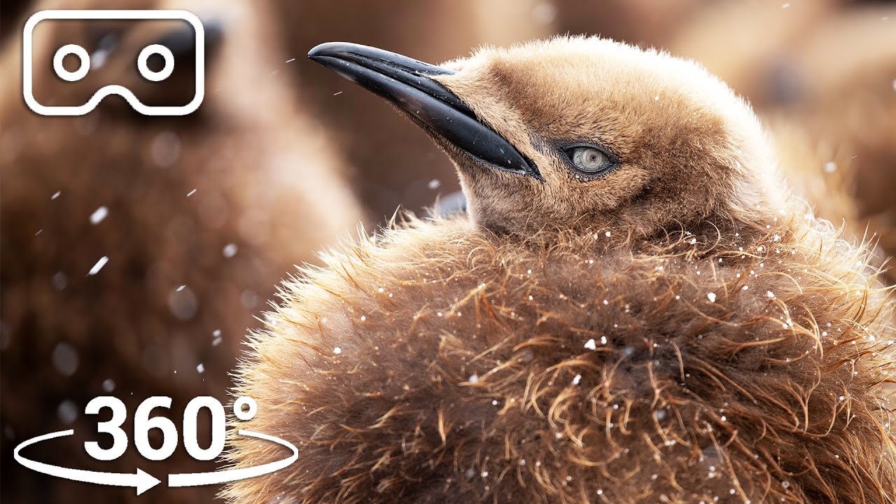 The Fluffiest Chicks Of Antarctica VR 360 Seven Worlds, One Planet