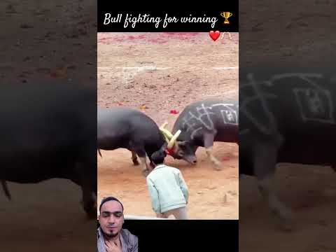 Bull fights ❤️🫶🏻❤️ #bull #animals #fight #unfrez #shortvideos #viral #wildlife #shorts #unfrez