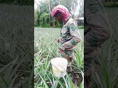 pineaaple ##Short. video .#.2..MAN foot ###๐๐๐๐๐๐
