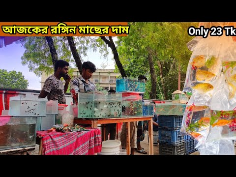 Aquarium Fish Price 2025 |🐠🐠Aquarium Fish Price | Aquarium | Aquarium Fish Price In BD🐠🐠