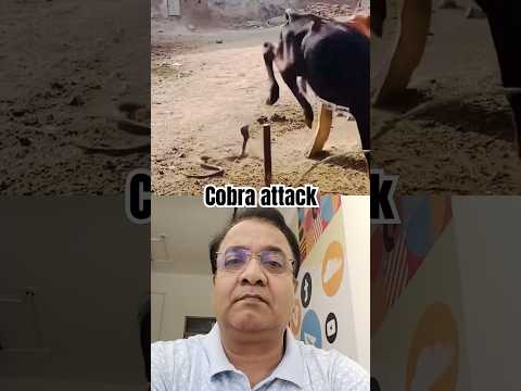 Cow in Danger: Cobra’s Unexpected Attack!" #animals #snake #secretsofthejungle #wildanimals