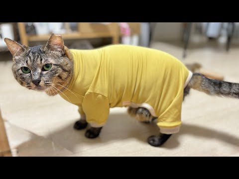 お迎えした保護猫に初めて全身保護服を着せてみたら…