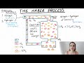 Haber Process Concepts and Applications