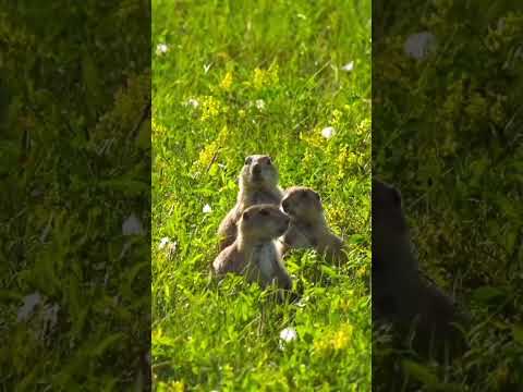 ANIMAL ENCOUNTERS 60FPS 8K ULTRA HD #shortvideo