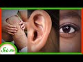 Exploring Little-Known Body Parts