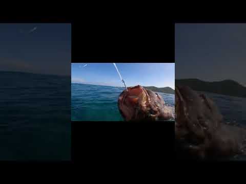 The Best Way to Catch Brown Marbled Grouper  #Shorts