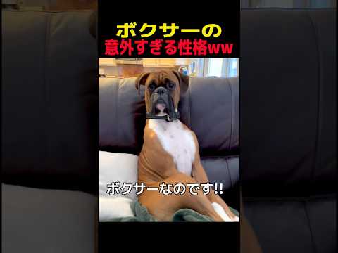 ボクサーの意外すぎる性格ww #ボクサー #笑える #癒し #大型犬のいる生活 #大型犬のいる暮らし #犬好きさんと繋がりたい #元気になる動画