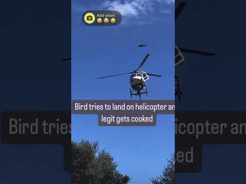 BIRD TRIES TO LAND ON TOP OF HELICOPTER 😱 #srtflex #viral #shorts #ohhmygawd