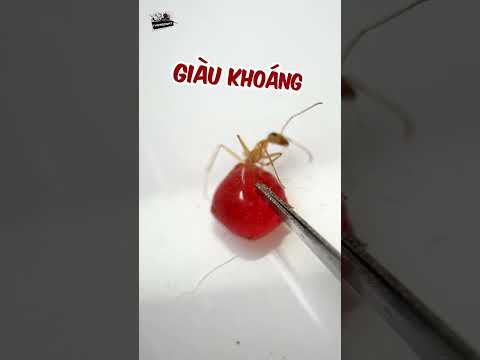 Bóp Vỡ Kiến Mật #shorts #thèmbòsát
