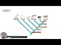 Phylogenetic Relationships and Evolution Concepts