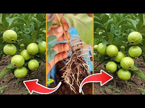 Best Ideas for Growing Guava Tree with these  Pro Tips 2 #guava