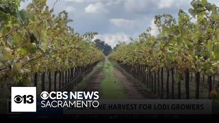 YouTube video thumbnail: Looking at the State of Lodi's Wine Industry